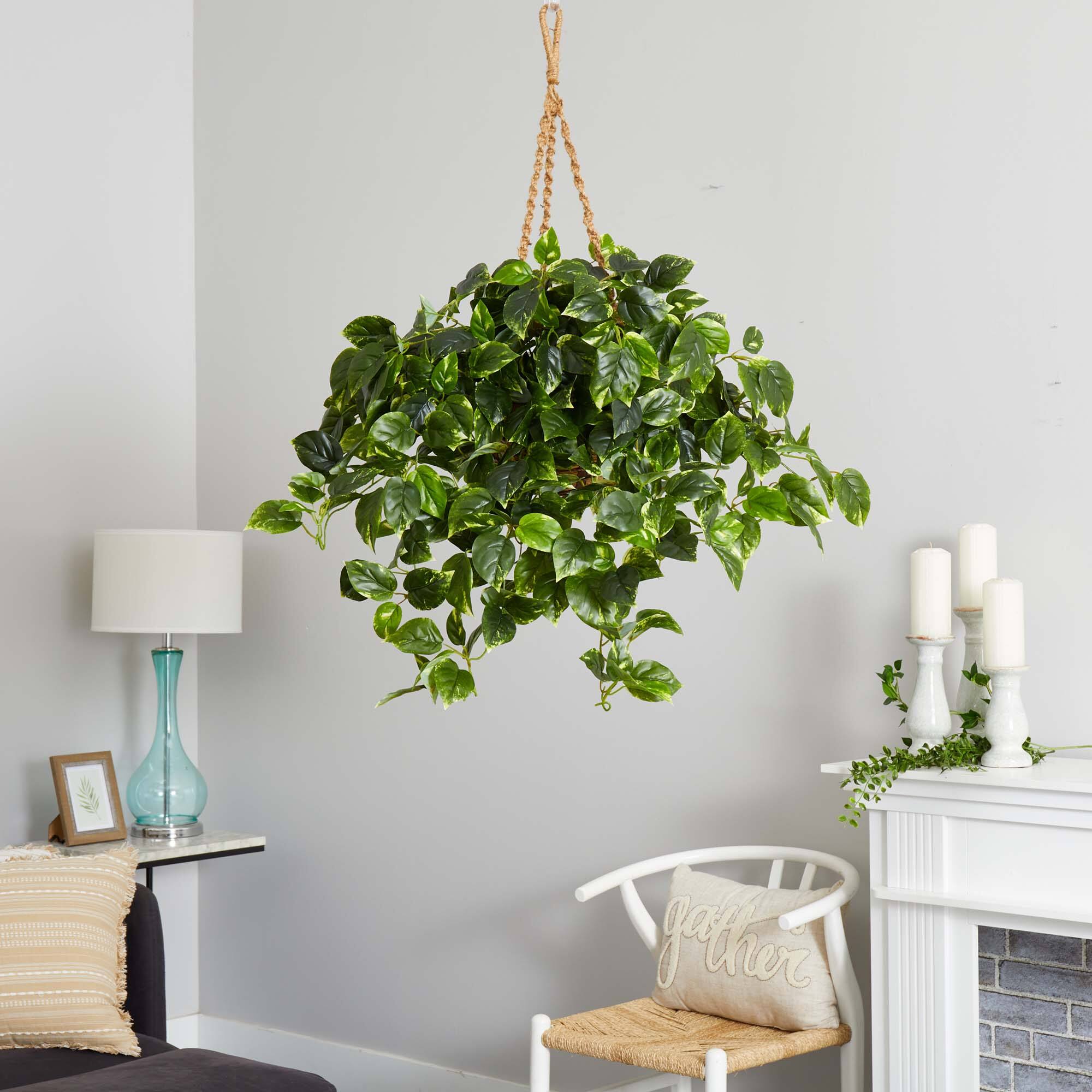3ft. Pothos Hanging Basket